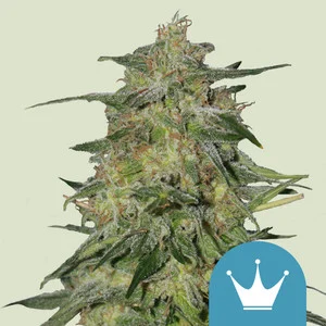 royal-highness.webp Royal Highness | CBD – RQS