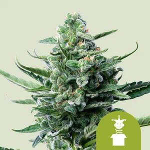 royal-jack-automatic-1.webp Royal Jack Automatic | Autoflower – RQS