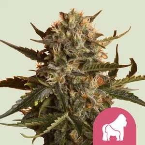 Mother Gorilla (Voorheen Royal Madre) | Feminized – RQS