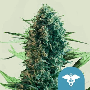 royal-medic.webp Royal Medic | CBD – RQS