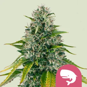 royal-moby.webp Royal Moby | Feminized – RQS