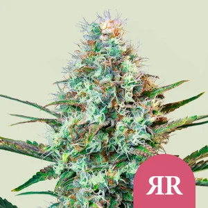 royal-runtz.webp Royal Runtz USA | Feminized – RQS