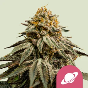 royal-skywalker.webp Royal Skywalker USA | Feminized – RQS