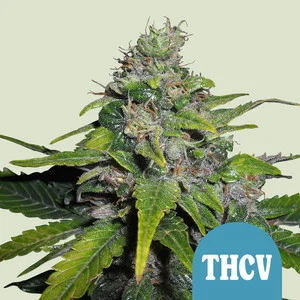 royal-thcv.webp Royal THCV | CBD – RQS