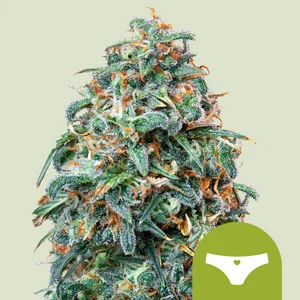 sherbet-queen-automatic.webp Sherbet Queen USA | Autoflower – RQS