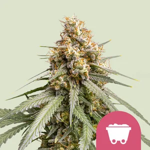 shining-silver-haze.webp Shining Silver Haze | Feminized – RQS