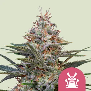 shogun.webp Shogun | Feminized – RQS