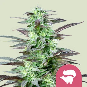 skunk-xl.webp Skunk XL | Feminized – RQS
