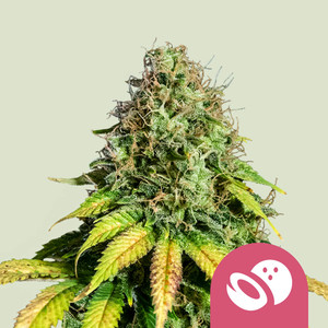 Somango XL | Feminized – RQS