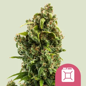 Sour Diesel | Feminized – RQS