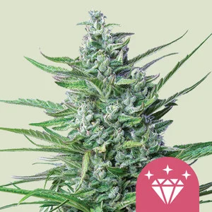 Special Kush #1 | Feminized – RQS