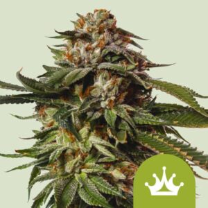 Special Queen 1 | Autoflower – RQS