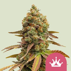 Special Queen #1 | Feminized – RQS