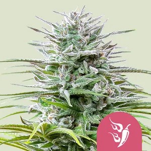 Speedy Chile Fast | Feminized – RQS
