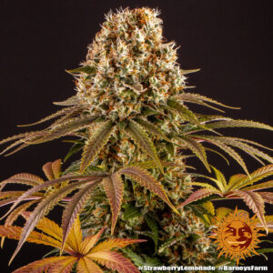 Strawberry Lemonade | Feminized – Barney’s Farm