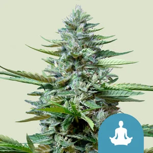 Stress Killer Automatic | CBD – RQS