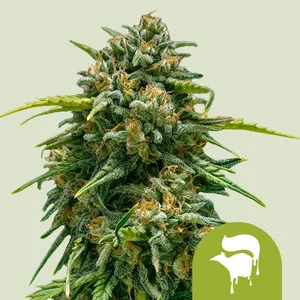 Sweet Skunk Automatic | Autoflower – RQS
