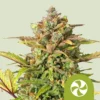 Sweet ZZ USA | Autoflower – RQS