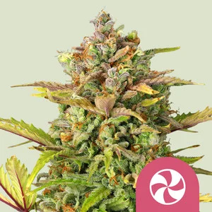 Sweet ZZ USA  | Feminized – RQS