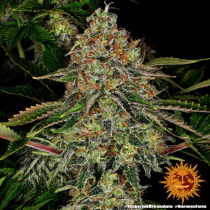 Tangerine Dream | Automatic – Barney’s Farm