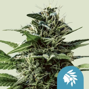 Tatanka Pure | CBD – RQS