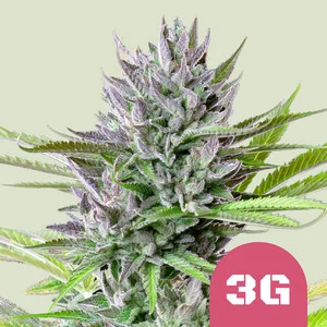 Triple G USA  | Feminized – RQS