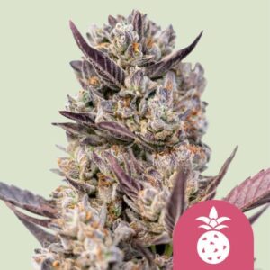 Tropicana Cookies Purple | Feminized – RQS