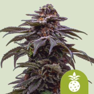 Tropicana Cookies Purple | Autoflower – RQS