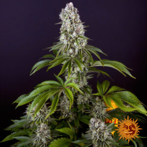 Tropicanna Banana | Feminized – Barney’s Farm