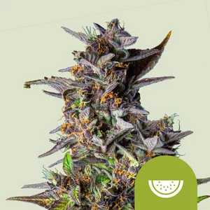 Watermelon USA | Autoflower – RQS