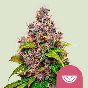 Watermelon USA  | Feminized – RQS