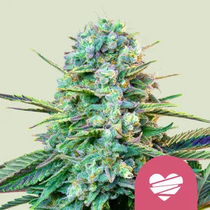Wedding Crasher USA  | Feminized – RQS
