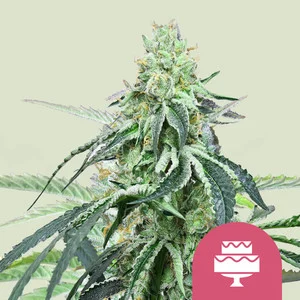 Wedding Gelato USA  | Feminized – RQS