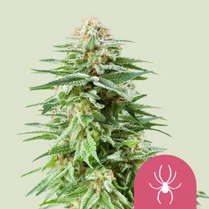 White Widow | Feminized – RQS