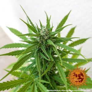 Zkittlez OG | Automatic – Barney’s Farm